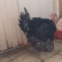 بوقلمون جوان. نر وماده برنز امریکایی