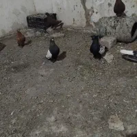 کفتر کبوتر