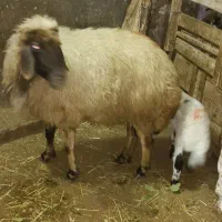 سه راس گوسفند با بره