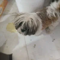 پاکوتاه