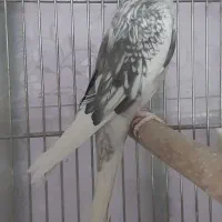 عروس هلندی نر آلبینو دوکت|پرنده|شهریار, شهریار|دیوار