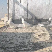 کفتر|پرنده|شیراز, شهرک کوثر|دیوار