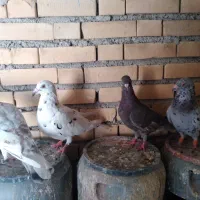 کفتر دورگ|پرنده|بندر ماهشهر, |دیوار