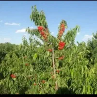 فروش زمین با گردو صمصامی