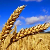 گندم آبی میهن