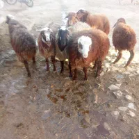 بره نر|حیوانات مزرعه|باوله, |دیوار