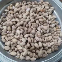 پسته بذری|عمدهفروشی|رفسنجان, |دیوار