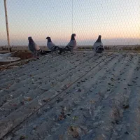 جوجه سبز رگه دار|پرنده|ساوه, |دیوار