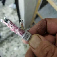 دو عدد کفتر شهرستانی غریب پلاک دار|پرنده|محمدشهر, محمدشهر|دیوار
