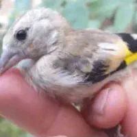 جوجه سهره کال و سبیل زده|پرنده|تهران, ترمینال جنوب|دیوار