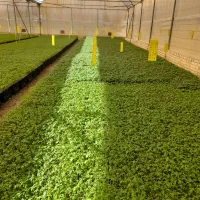 تولید و عرضه انواع نشا صیفیجات|خدمات باغبانی و درختکاری|مرودشت, رامجرد یک|دیوار