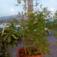 اجاره واحد۱۱۰متری وحدت نگارستان