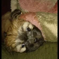 واگذاری تولهایی شیتزو کراس.