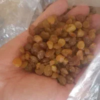 فروش عمده کشمش تیزابی ملایر