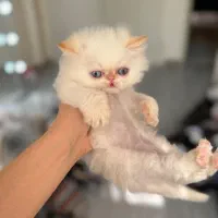 هیمالین سوپرفلت ردپوینت اگزوتیک دوماهه