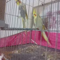 فروش عروس هلندی لوتینو و لوتینو زعفرانی نر ماده