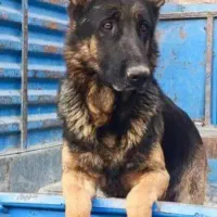 سگ ژرمن باتوله هاش