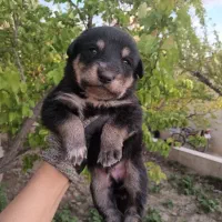 توله سگ نگهبان دونه ای فقط ۵۰۰ توضیحات بخونید