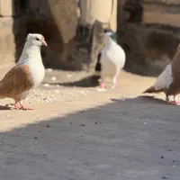کفتر یا کبوتر آلمانی پرشی رنگی کفتر بوم مفت