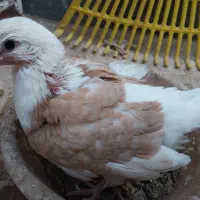 کبوتر دو کت تهرانی بسیار کشیده|پرنده|قم, جهان بینی|دیوار