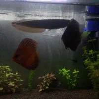 فروش فوری دیسکس|ماهی|کرج, باغستان|دیوار