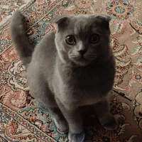 اسکاتیش بلو هفت ماهه فوری