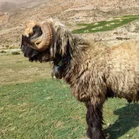 نرمیش یک رون ترکی|حیوانات مزرعه|رودشت (چهارمحال و بختیاری), |دیوار
