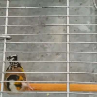 سهره جوجه قفس تازه صاف درجه یک|پرنده|کاشان, شهرک خاتم الانبیا (مسکن ملی کاشان)|دیوار