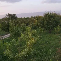 باغ گلابی فروشی ۲۲۵۰۰ متر مربع|فروش دفتر صنعتی، کشاورزی، تجاری|مشهد, دانشجو|دیوار