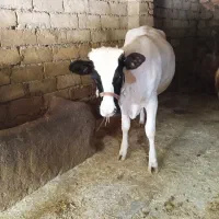 تلیسه سالم
