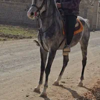 نریان یکسر ۴ساله