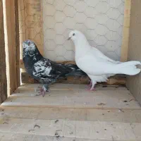 چندعدد کبوتر