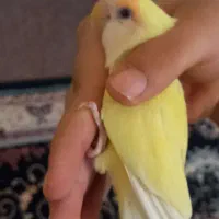 یک عدد طوطی برزیلی|پرنده|امیدیه, |دیوار