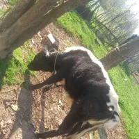 لیشه و گوسفند ماده