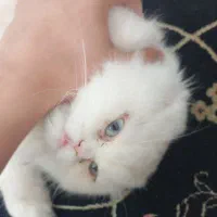 پرشین کت