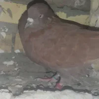 مامله میکنم