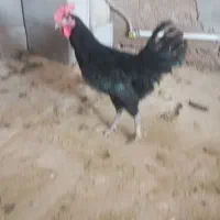 خروس سیاه خروس مشکی قربانی