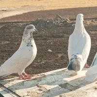 یک جفت کبوتر|پرنده|مریوان, |دیوار