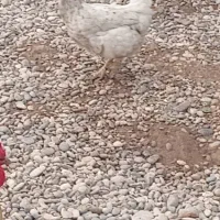 مرغ محلی عربی