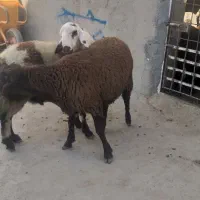 بره قوچ افشاری|حیوانات مزرعه|بیستون, |دیوار