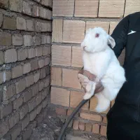 خر گوش پنج ماه نر|موش و خرگوش|خرمآباد, |دیوار