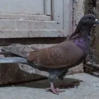 کبوتر پرشی نر و یاهو|پرنده|قم, شهرک سازمان آب|دیوار