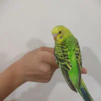 فروش به دلیل مسافرت ، کاملا اهلی و دستی