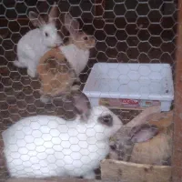 خرگوش نروماده|موش و خرگوش|نوشهر, |دیوار