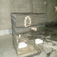 قفس عروس هلندی و کاسکو بزرگ