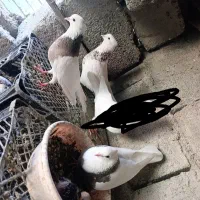 یک جفت و یک نر