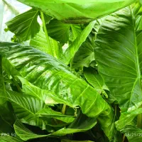 گل باباآدم تنه دار و درشت // باباادم بابا آدم|گل و گیاه طبیعی|بابل, |دیوار