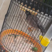 مرغ مینا سخنگو