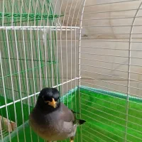 پرنده|پرنده|اردکان, |دیوار