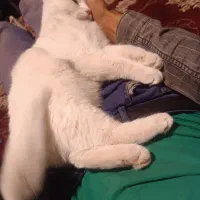 گربه خانگی نژاد پرشین ۷ماهه|گربه|یاسوج, |دیوار